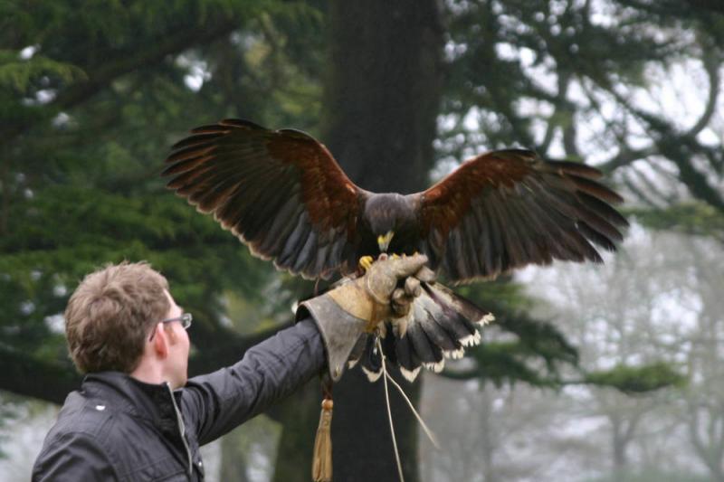 Falconry 30